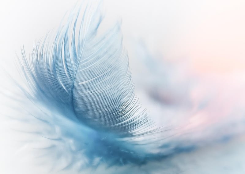 Colorful Feathers